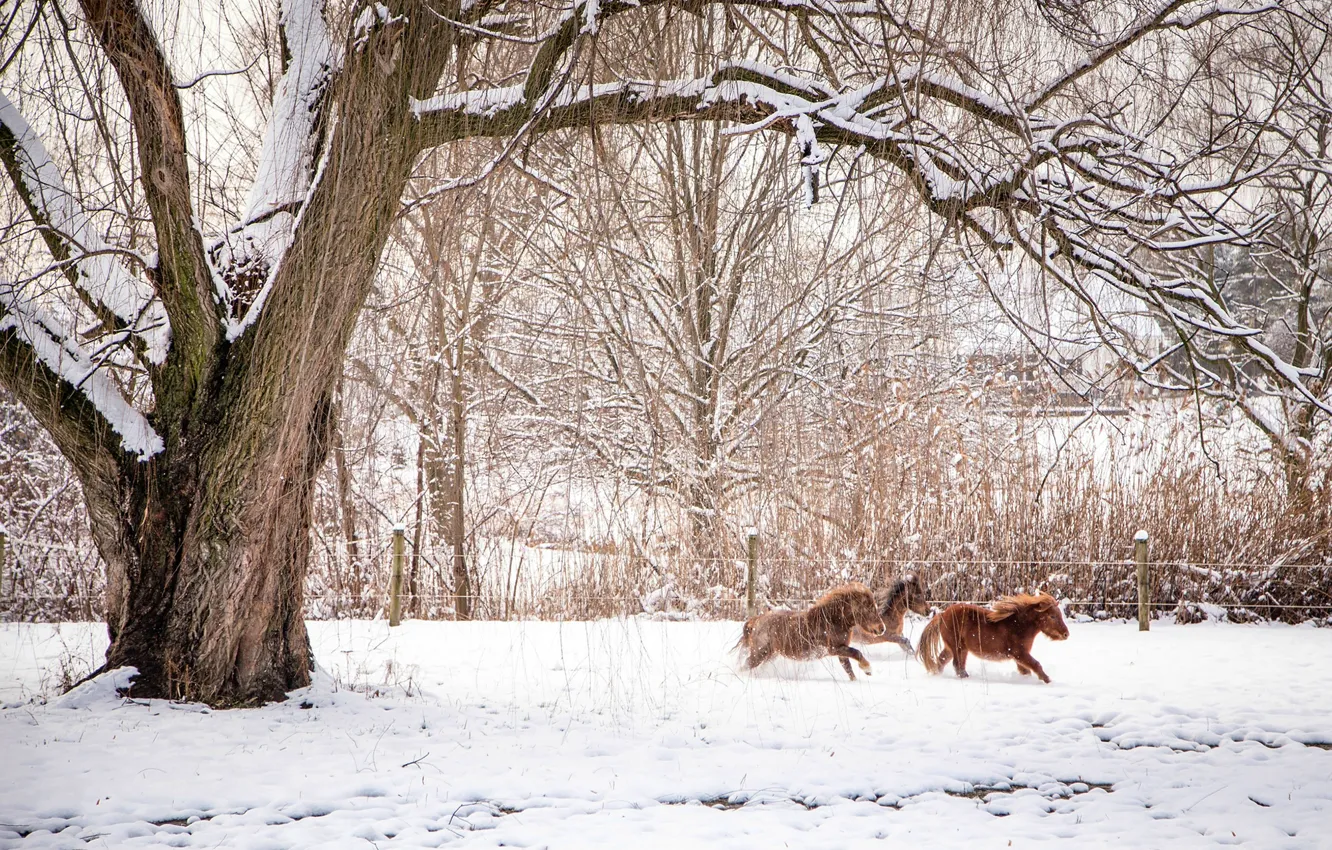 Photo wallpaper winter, animals, snow, trees, branches, nature, horses, fence