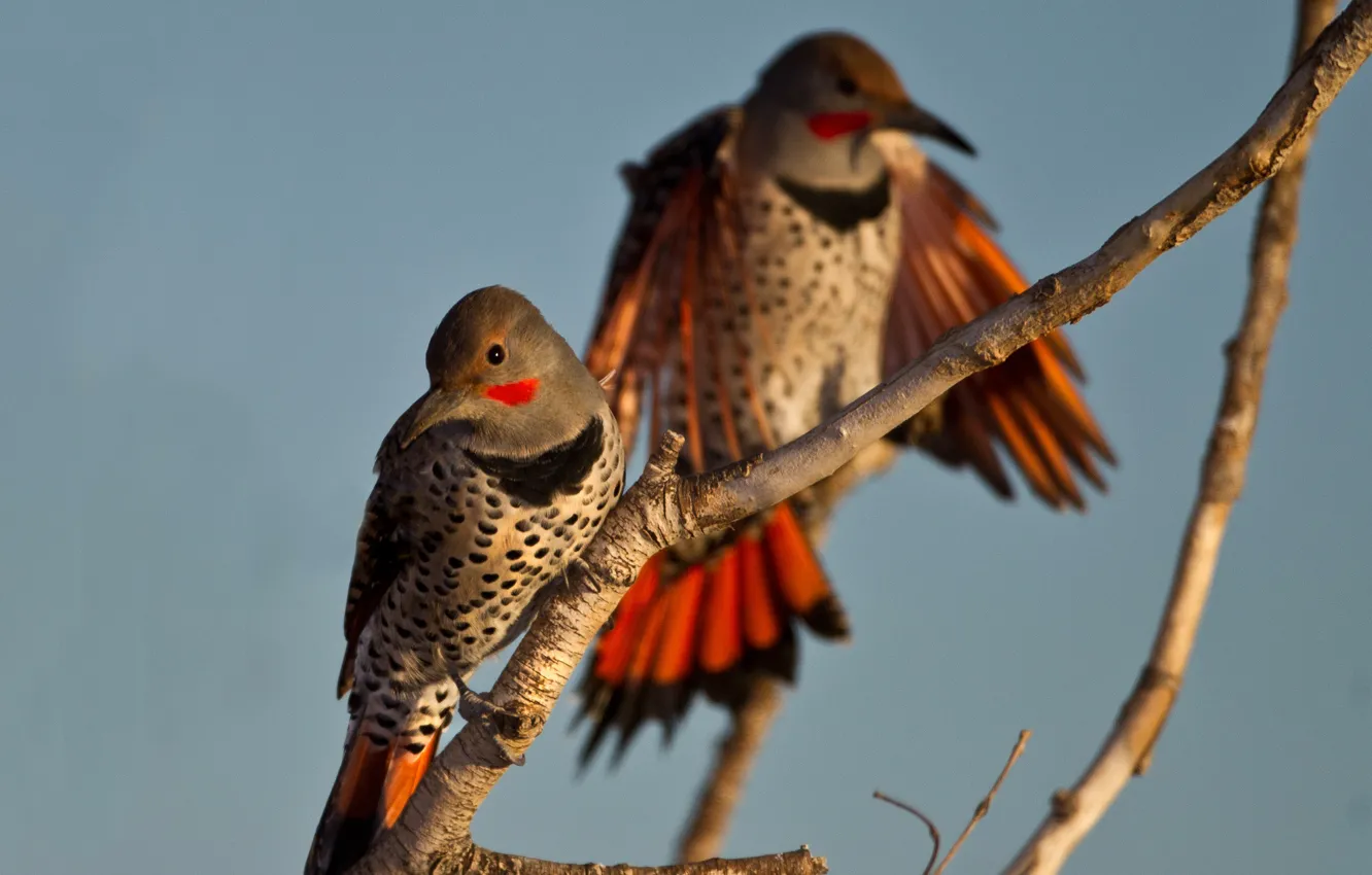 Photo wallpaper bird, branch, pair, Golden silkly woodpecker
