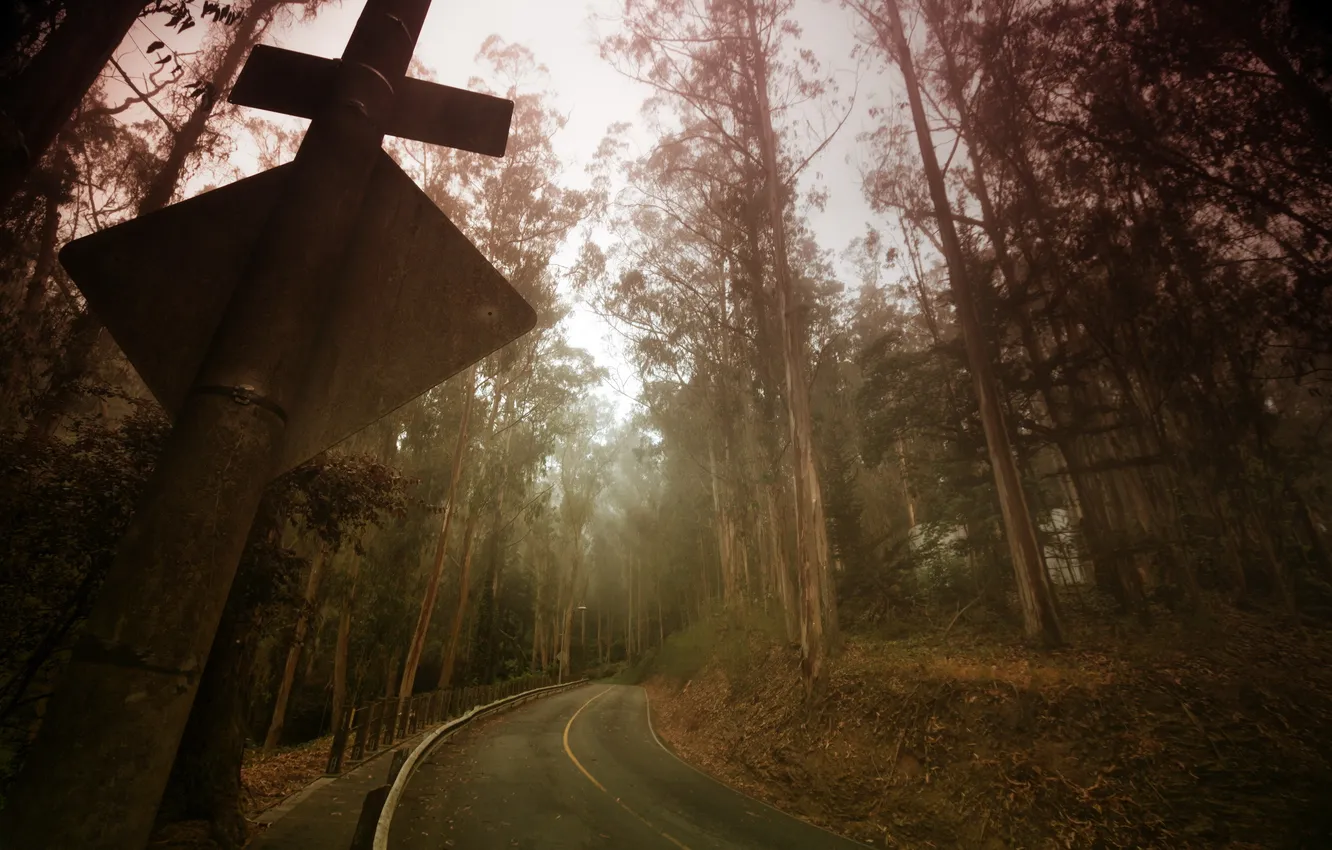 Photo wallpaper road, forest, landscape