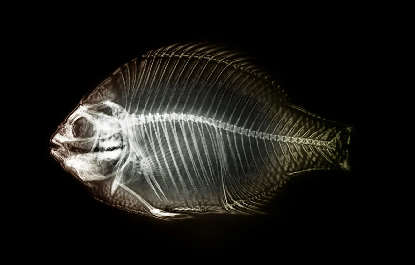 Photo wallpaper fish, skeleton, x-ray