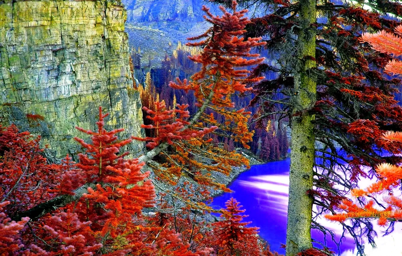 Photo wallpaper forest, trees, mountains, lake, rocks, needles
