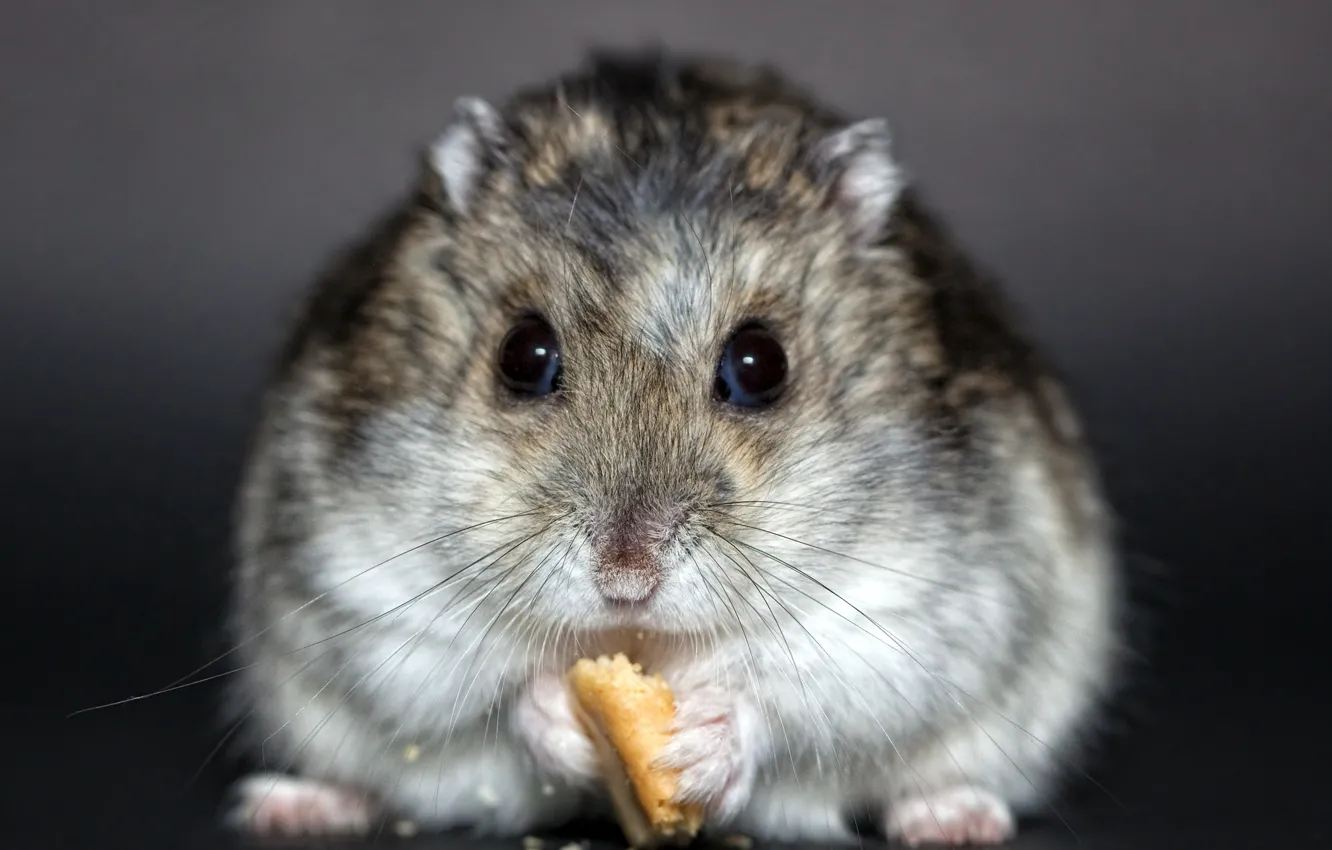 Photo wallpaper hamster, animal, rodent