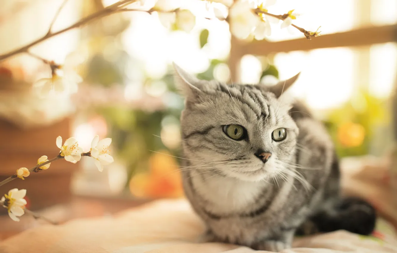 Photo wallpaper cat, cat, look, light, flowers, branches, pose, portrait