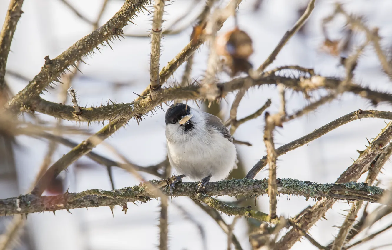 Photo wallpaper winter, the bushes, tit, tit, holds a seed