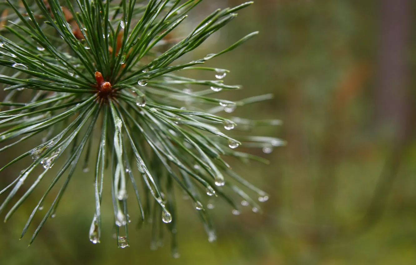 Photo wallpaper forest, macro, plant, morning, after the rain, pine