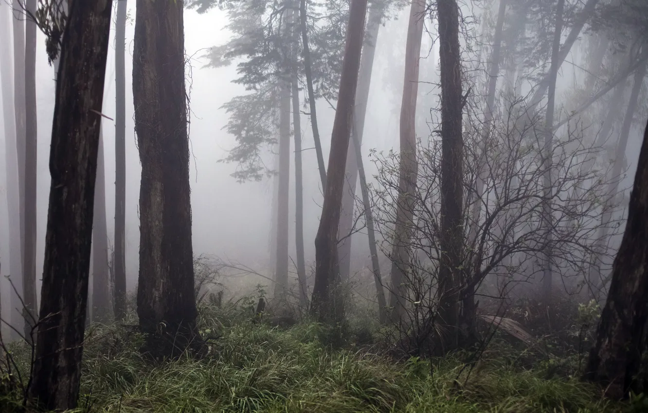 Photo wallpaper forest, trees, nature, fog, USA, San Francisco, Mt. Davidson
