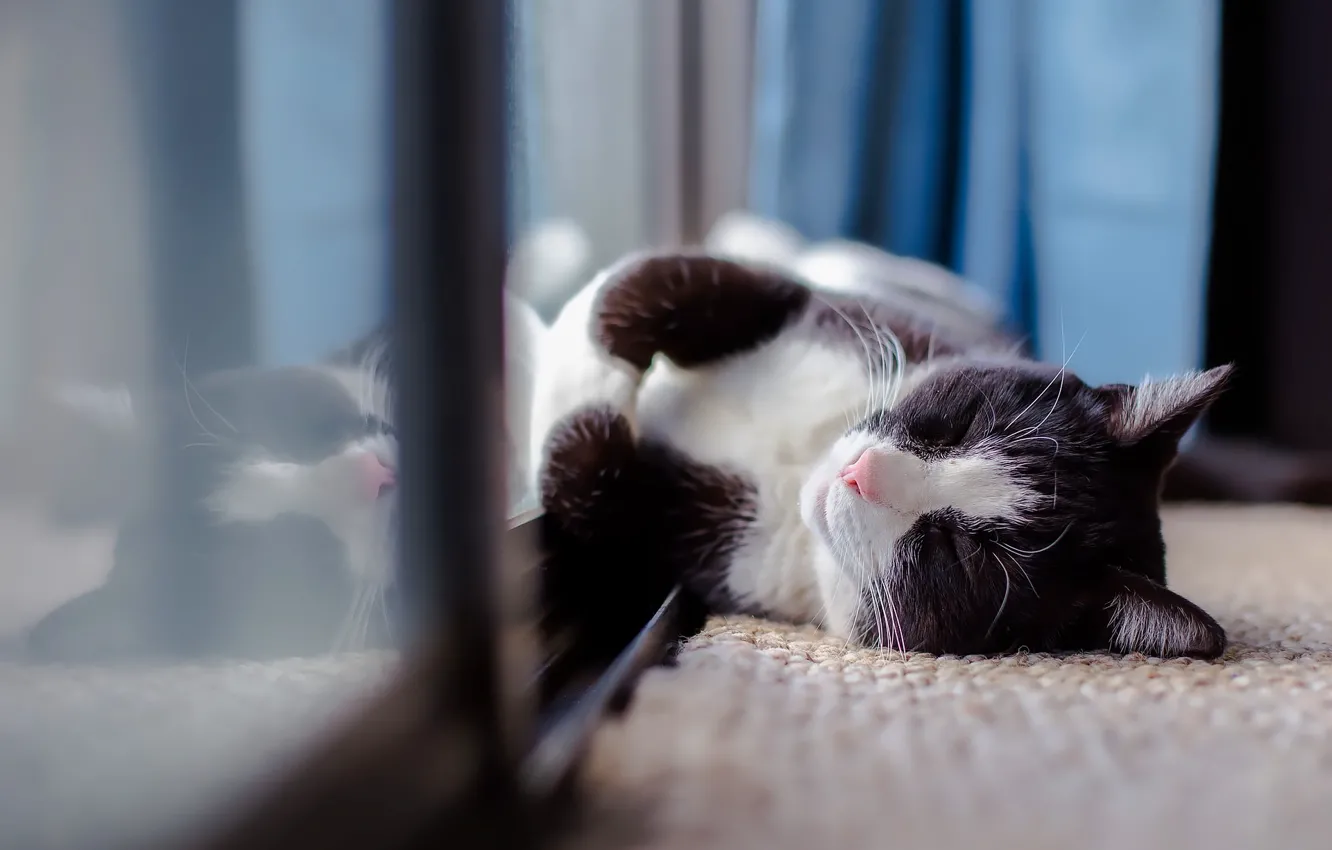 Photo wallpaper sleeping, on the floor, spotted cat, lying on his side