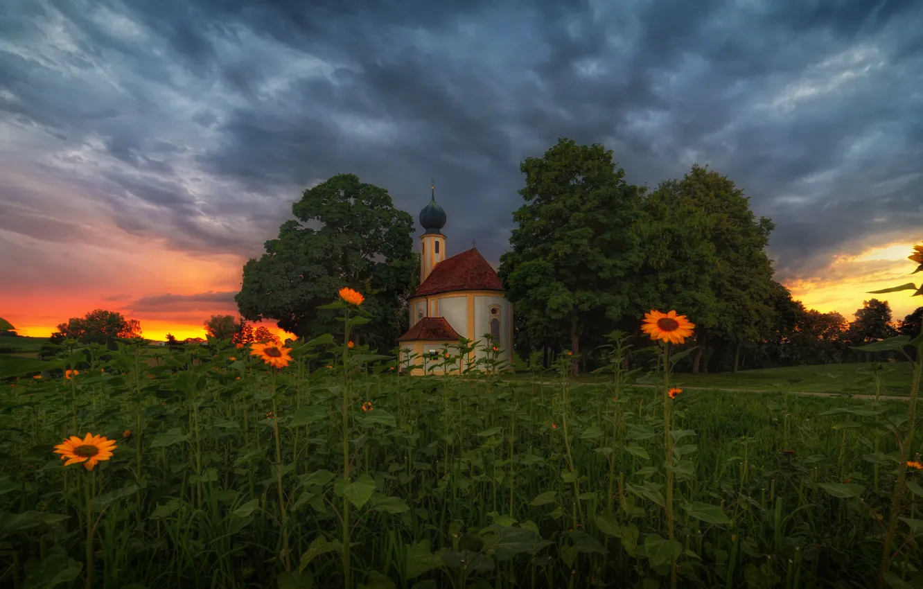 Photo wallpaper summer, the sky, trees, sunflowers, sunset, flowers, clouds, glade