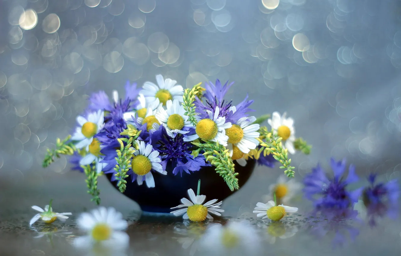Photo wallpaper flowers, chamomile, field, bokeh