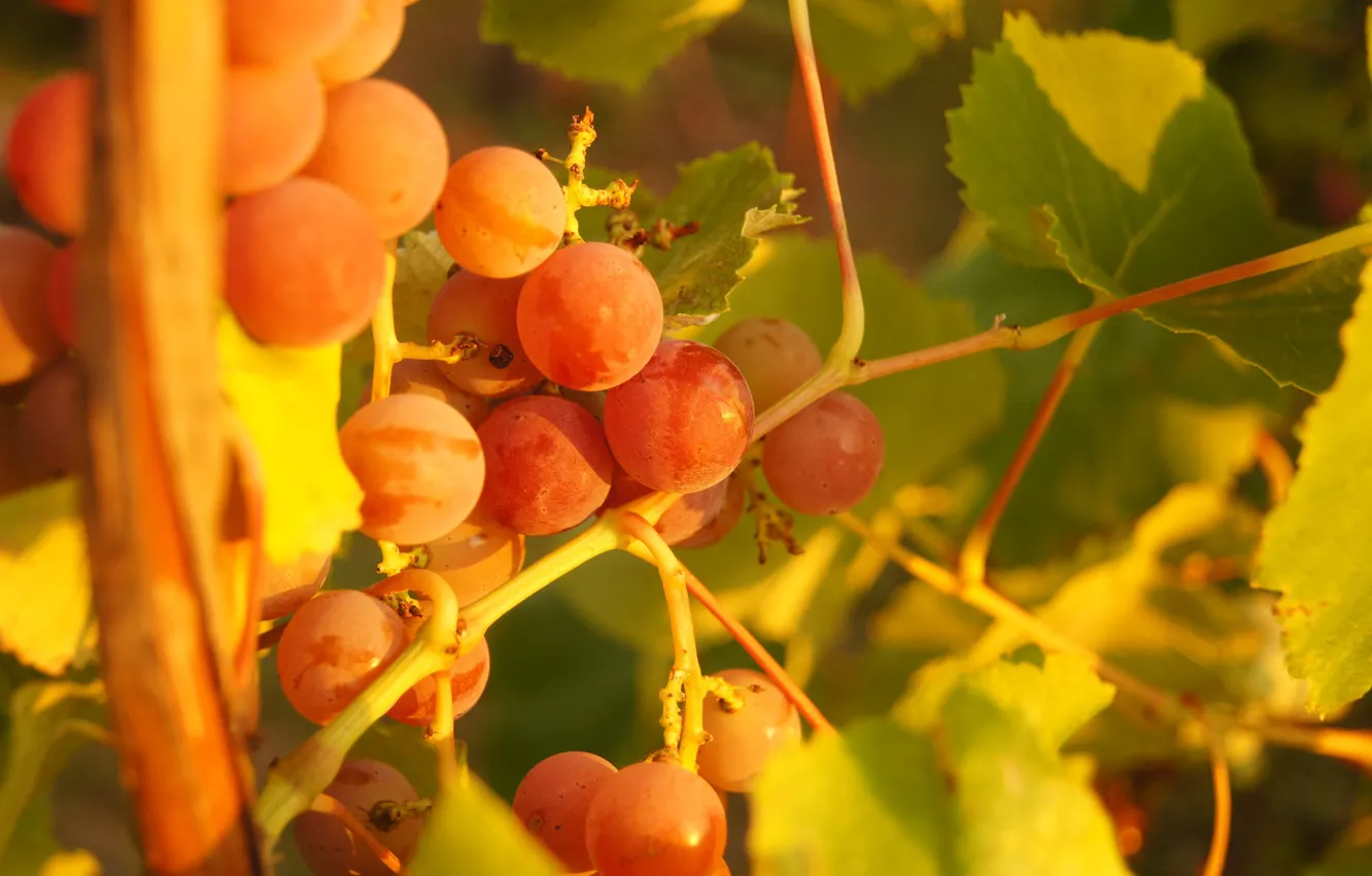 Photo wallpaper leaves, macro, light, red, nature, garden, fruit, grapes