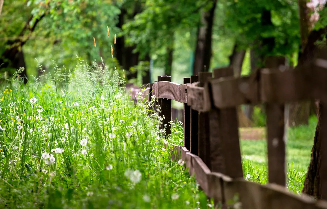 Photo wallpaper summer, grass, the fence