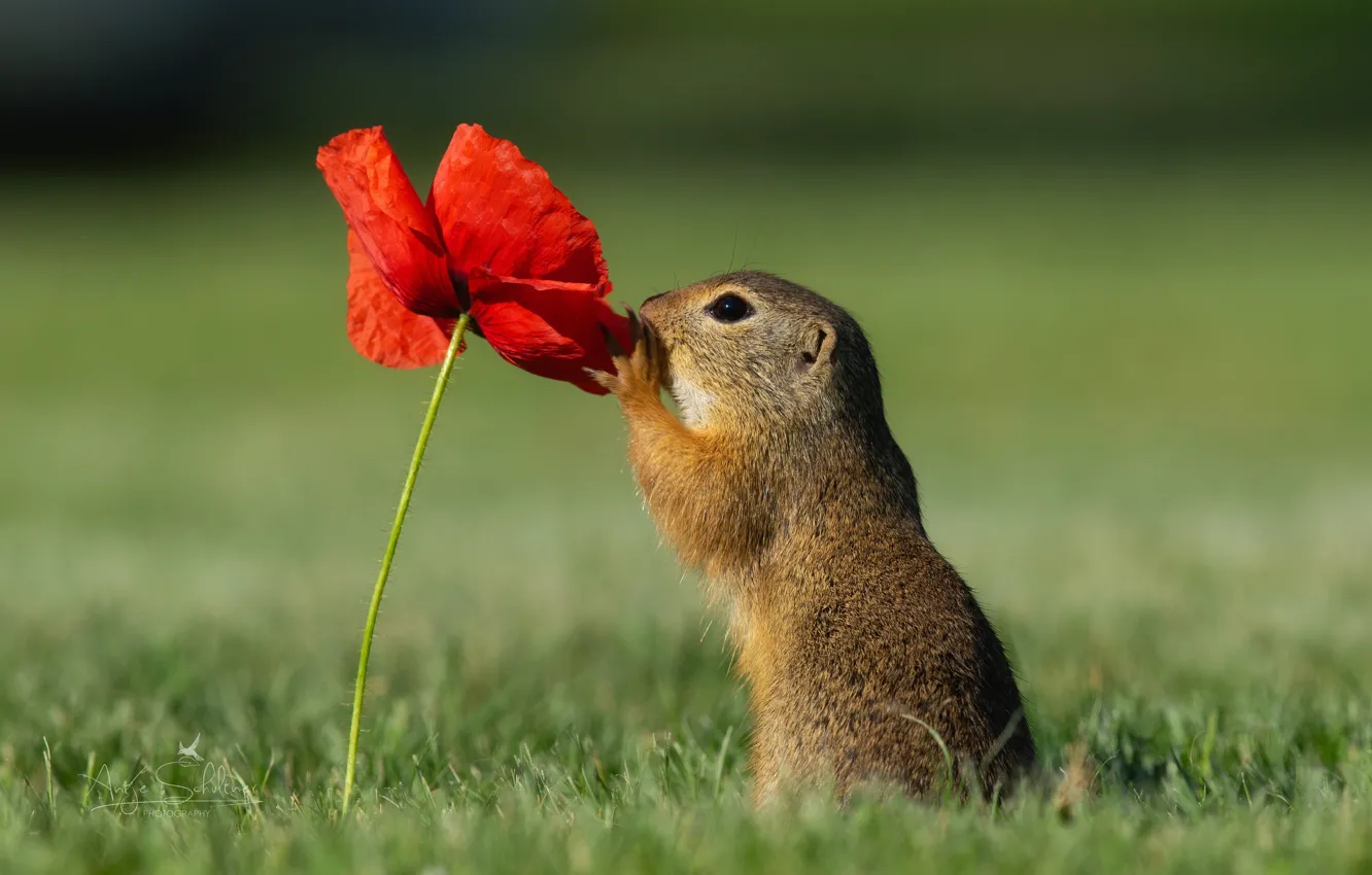 Photo wallpaper grass, flowers, nature, animal, Mac, gopher, animal, rodent