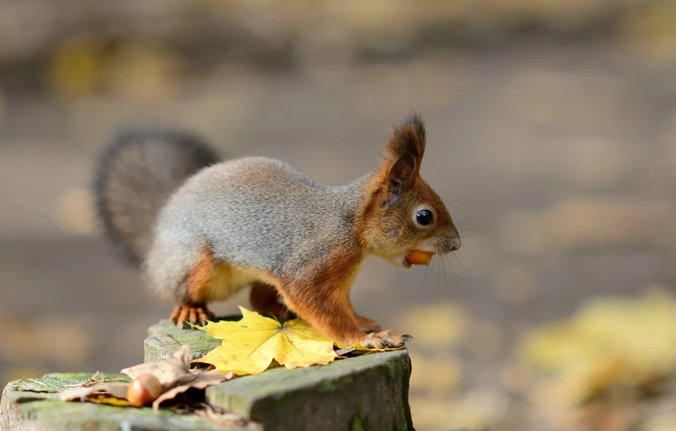 Photo wallpaper autumn, leaves, nature, animal, stump, protein, nuts, squirrel