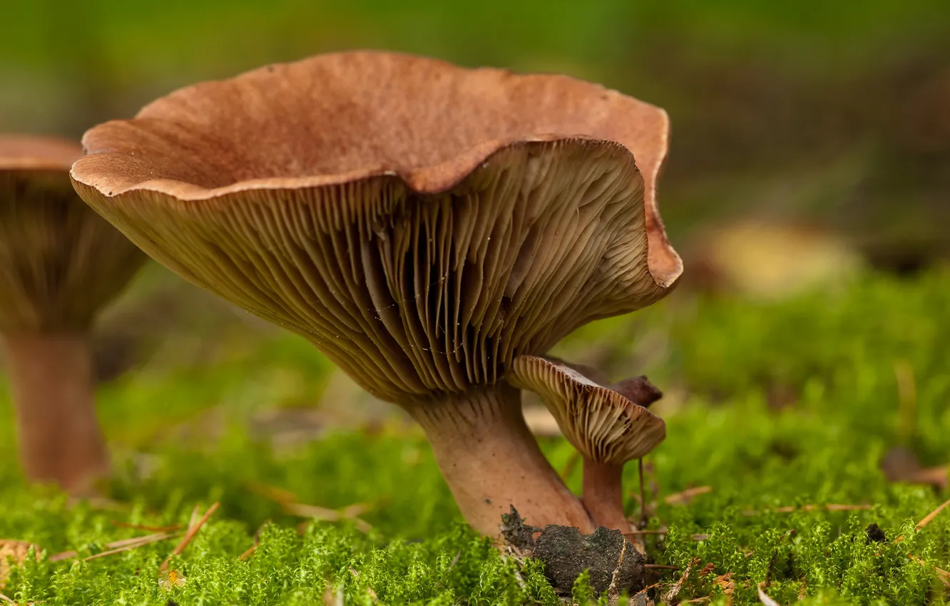 Photo wallpaper macro, mushrooms, moss, bokeh
