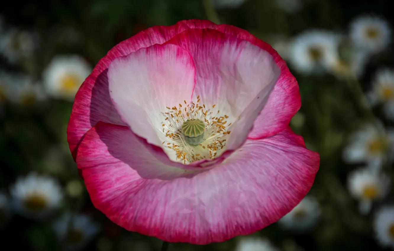 Photo wallpaper macro, nature, Mac, petals
