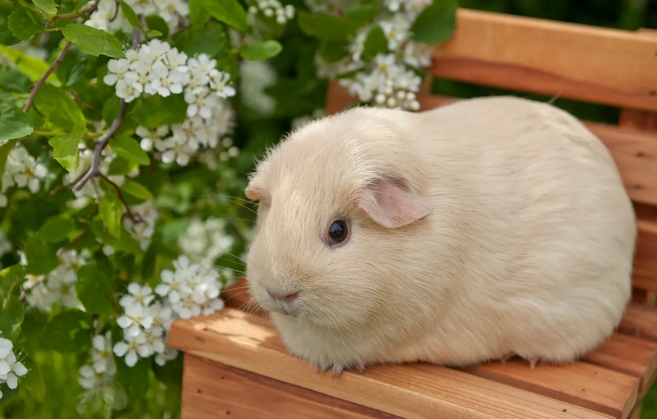 Photo wallpaper flowers, chair, Guinea pig