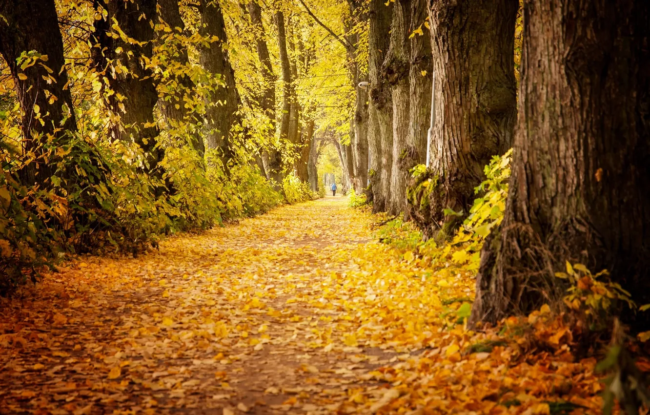 Photo wallpaper autumn, leaves, trees, Park, the way, male