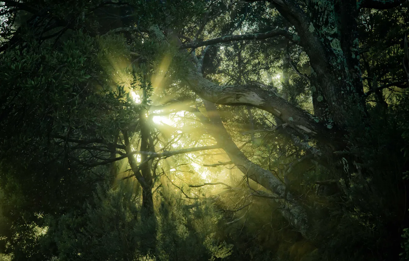Photo wallpaper forest, the sun, rays, trees, branches, nature, foliage
