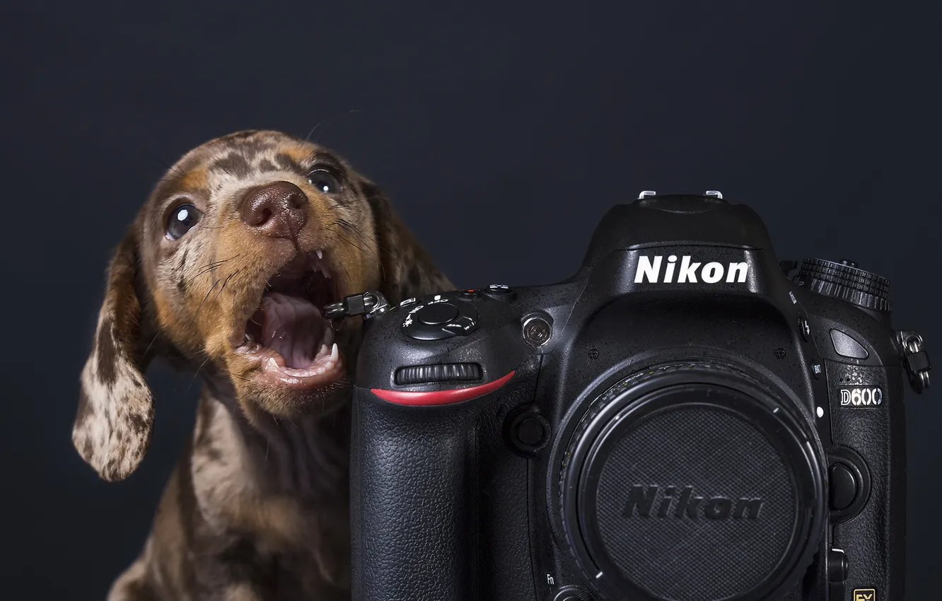 Photo wallpaper background, dog, camera