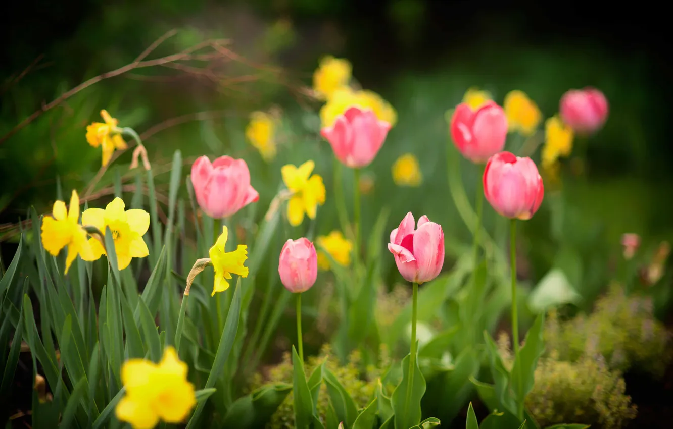 Photo wallpaper Tulip, spring, petals, garden, Narcissus