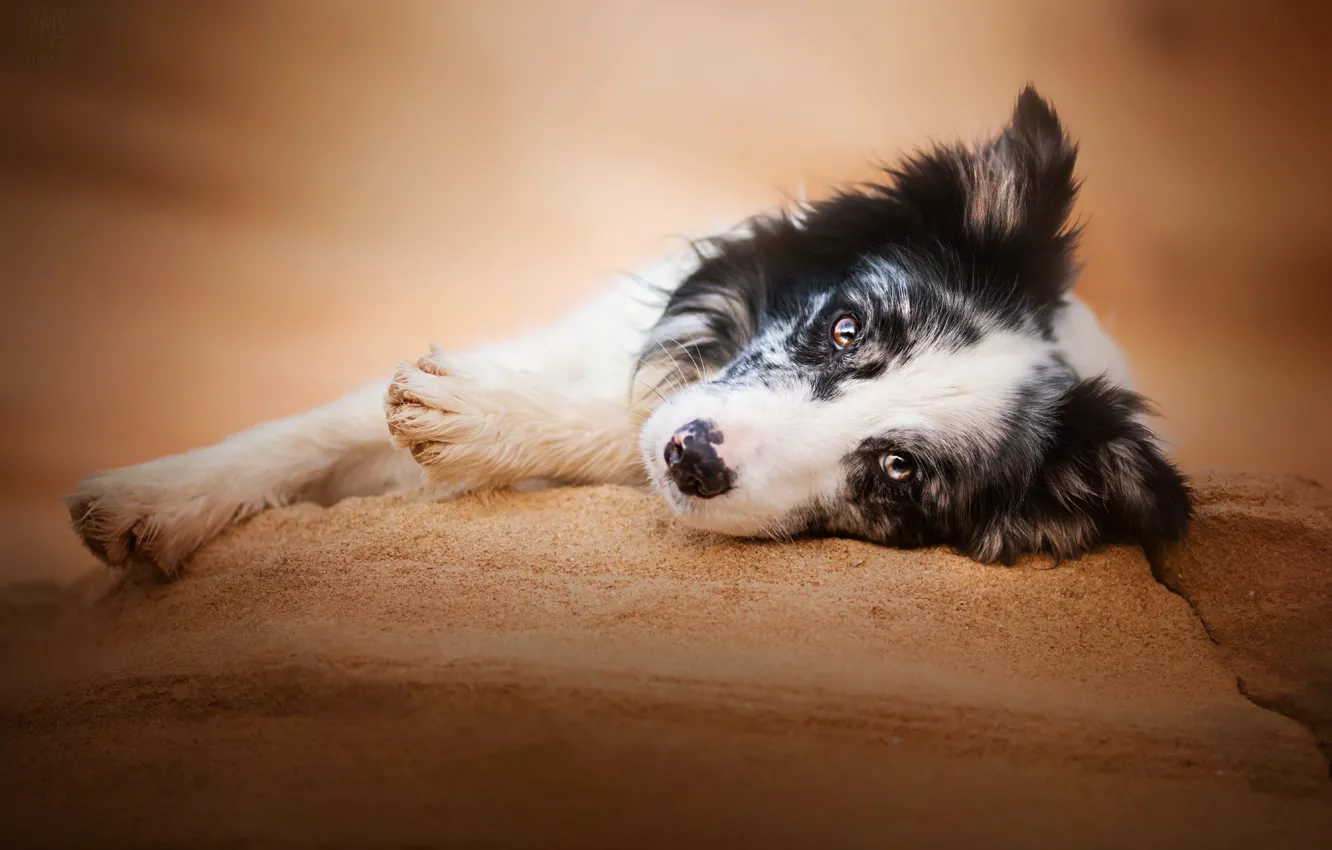 Photo wallpaper look, face, stay, dog, paws, the border collie