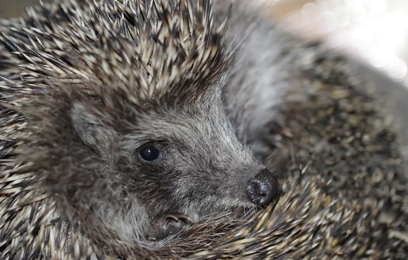 Photo wallpaper needles, face, hedgehog