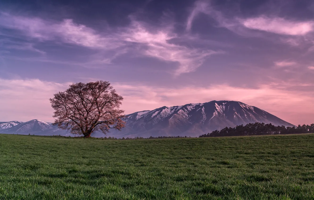 Photo wallpaper field, the sky, grass, clouds, tree, Mountains, the evening, pink