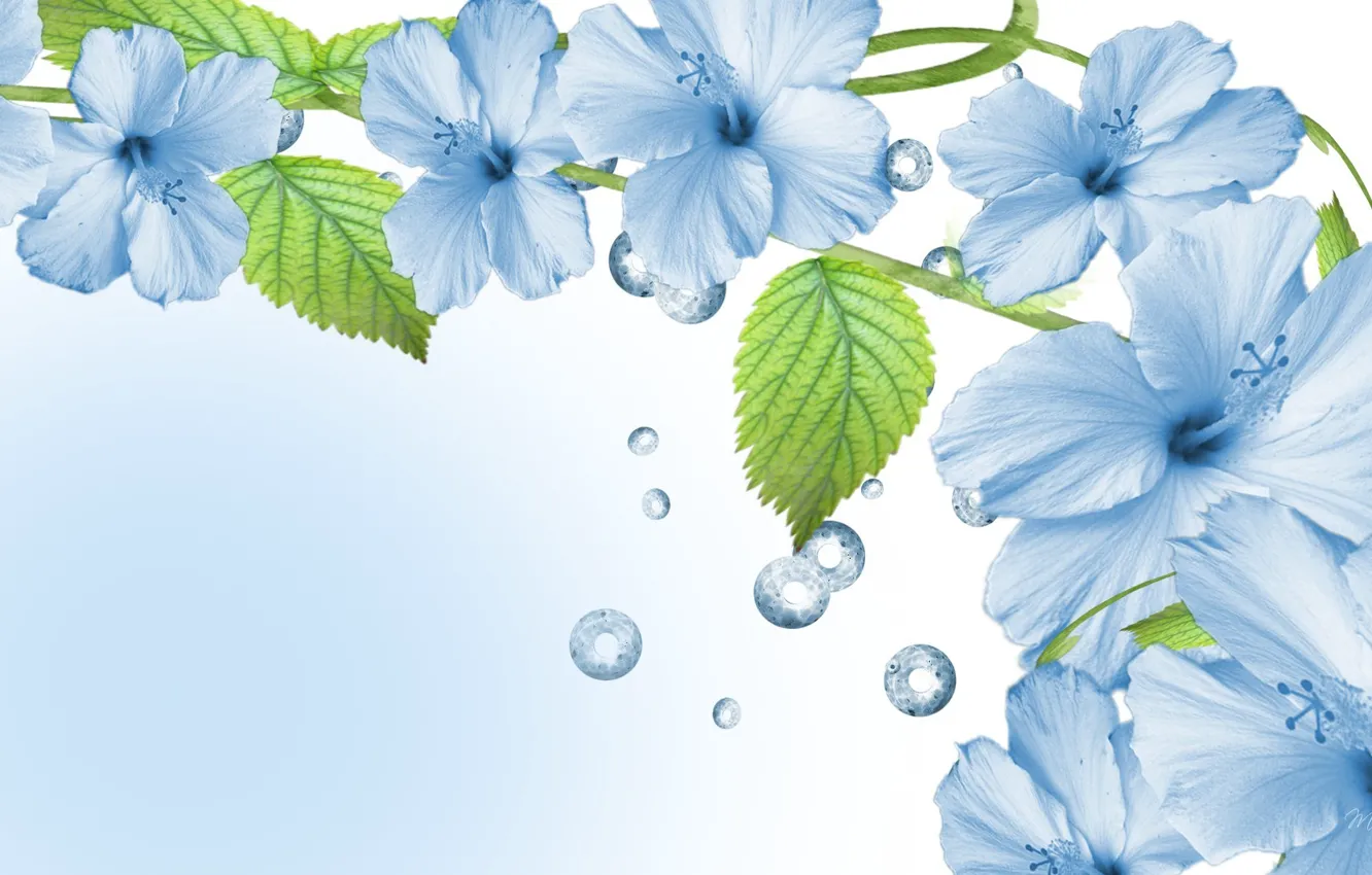 Photo wallpaper leaves, petals, hibiscus, Chinese rose