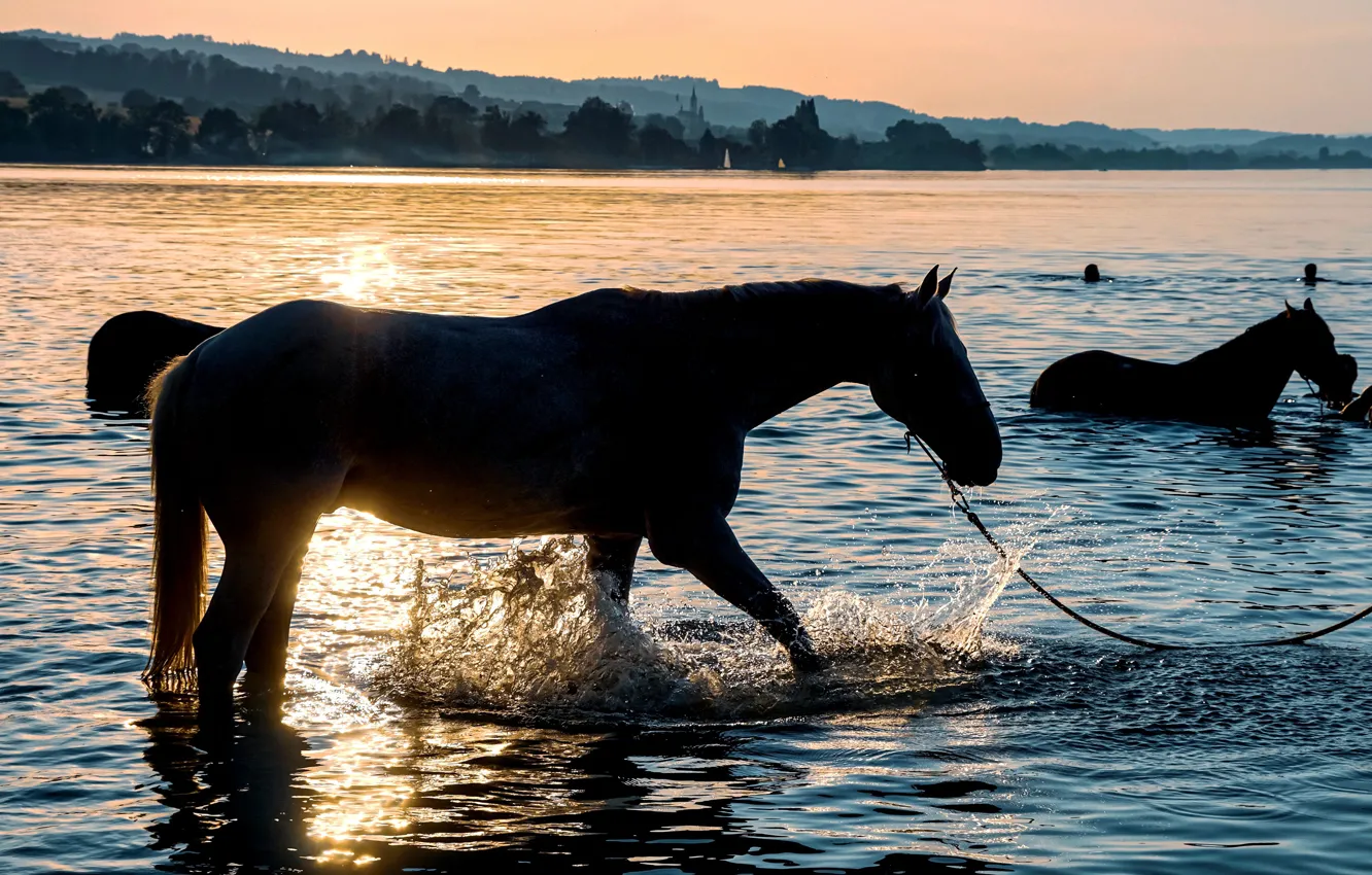 Photo wallpaper summer, sunset, horses, the evening, horse, bathing, silhouettes, pond