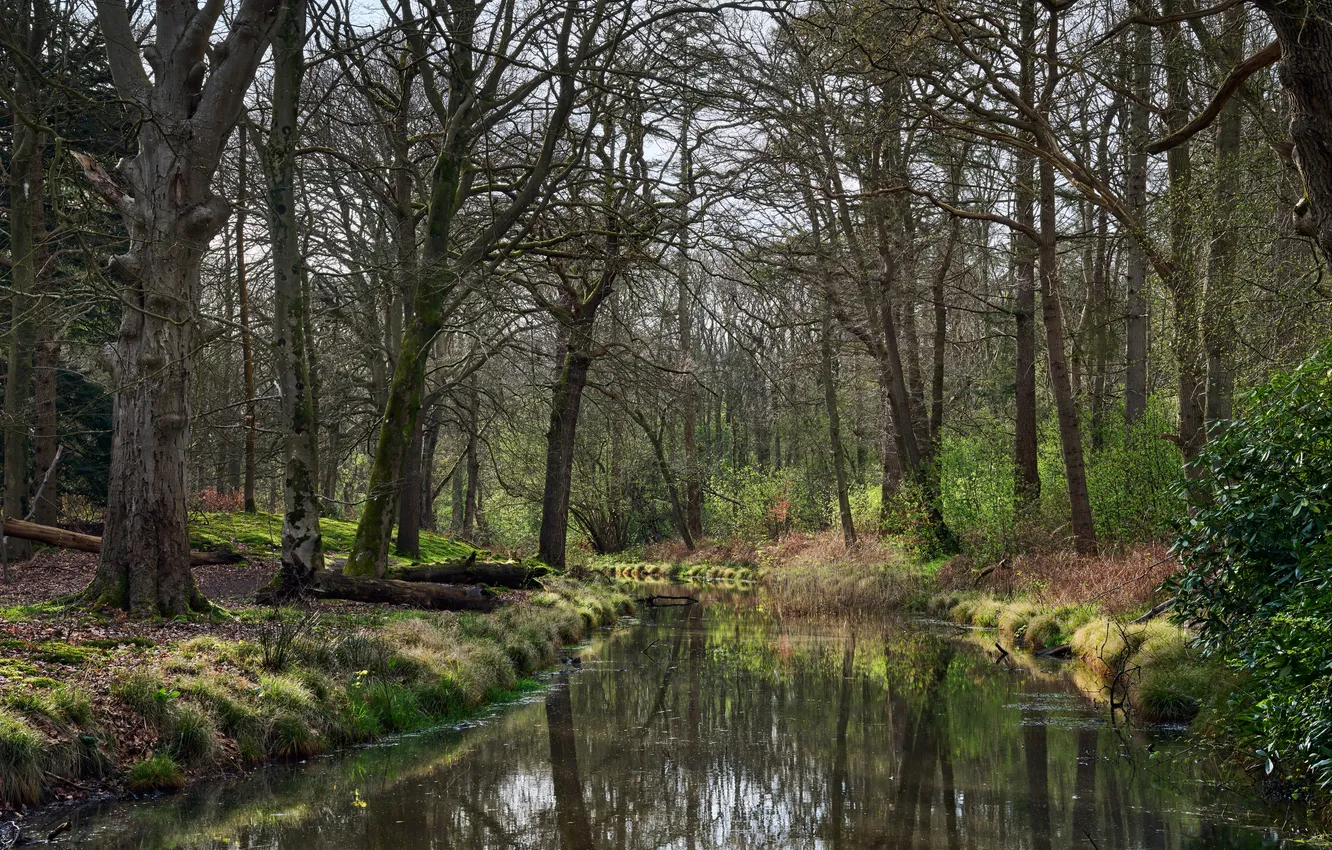 Photo wallpaper forest, trees, river