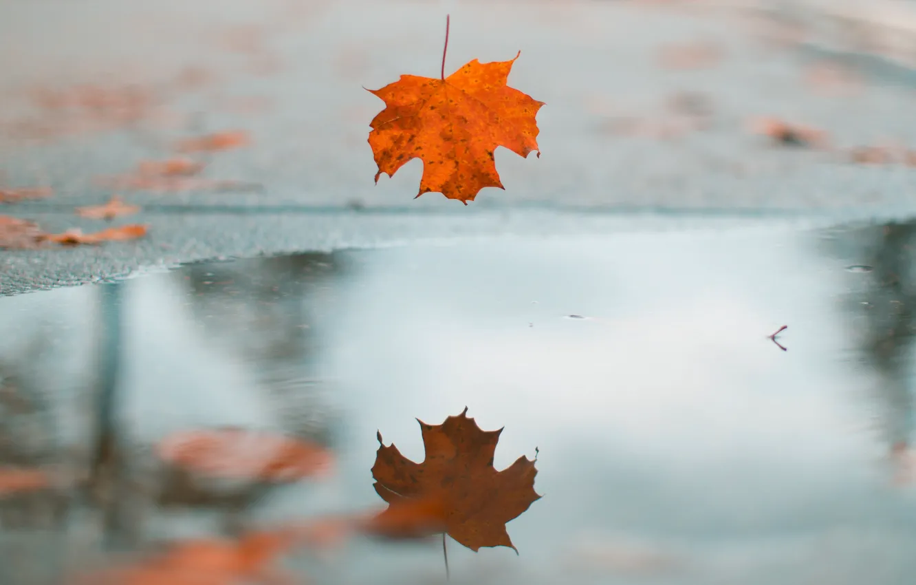 Photo wallpaper autumn, leaves, water, orange, reflection, leaf, puddle, drop