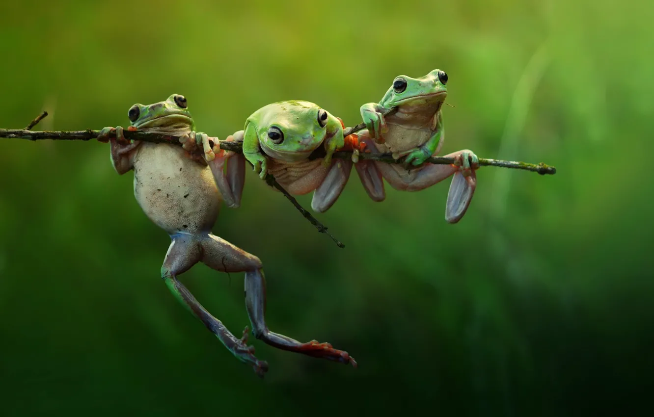 Photo wallpaper macro, nature, branch, frogs