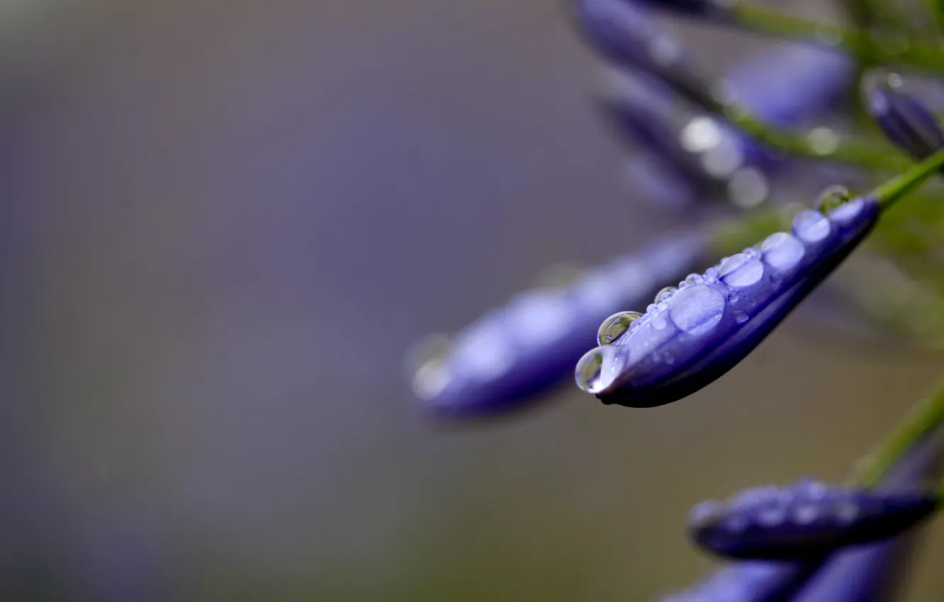 Photo wallpaper water, drops, macro, flowers