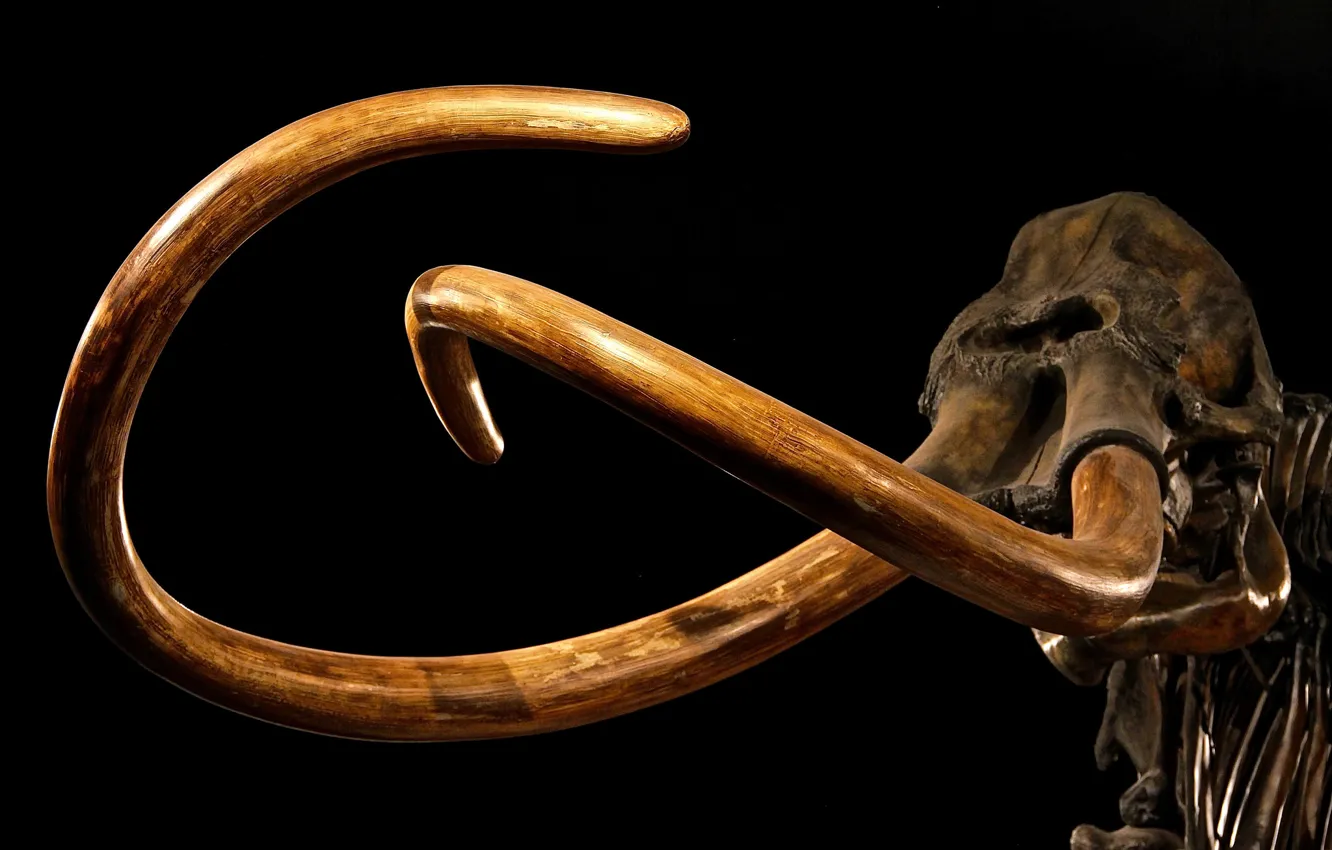 Photo wallpaper skeleton, Museum, mammoth, tusks