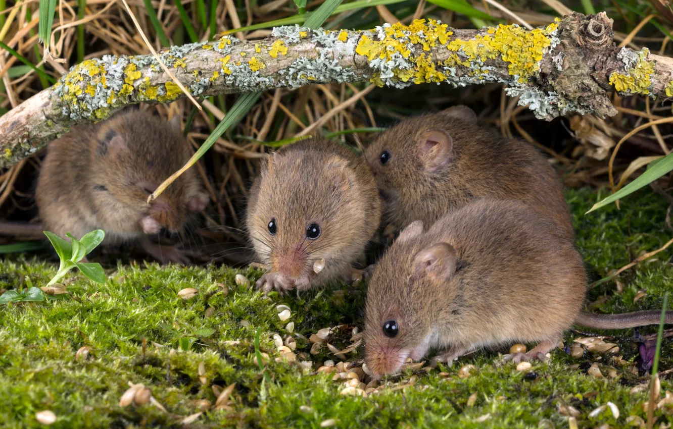 Photo wallpaper moss, mouse, baby