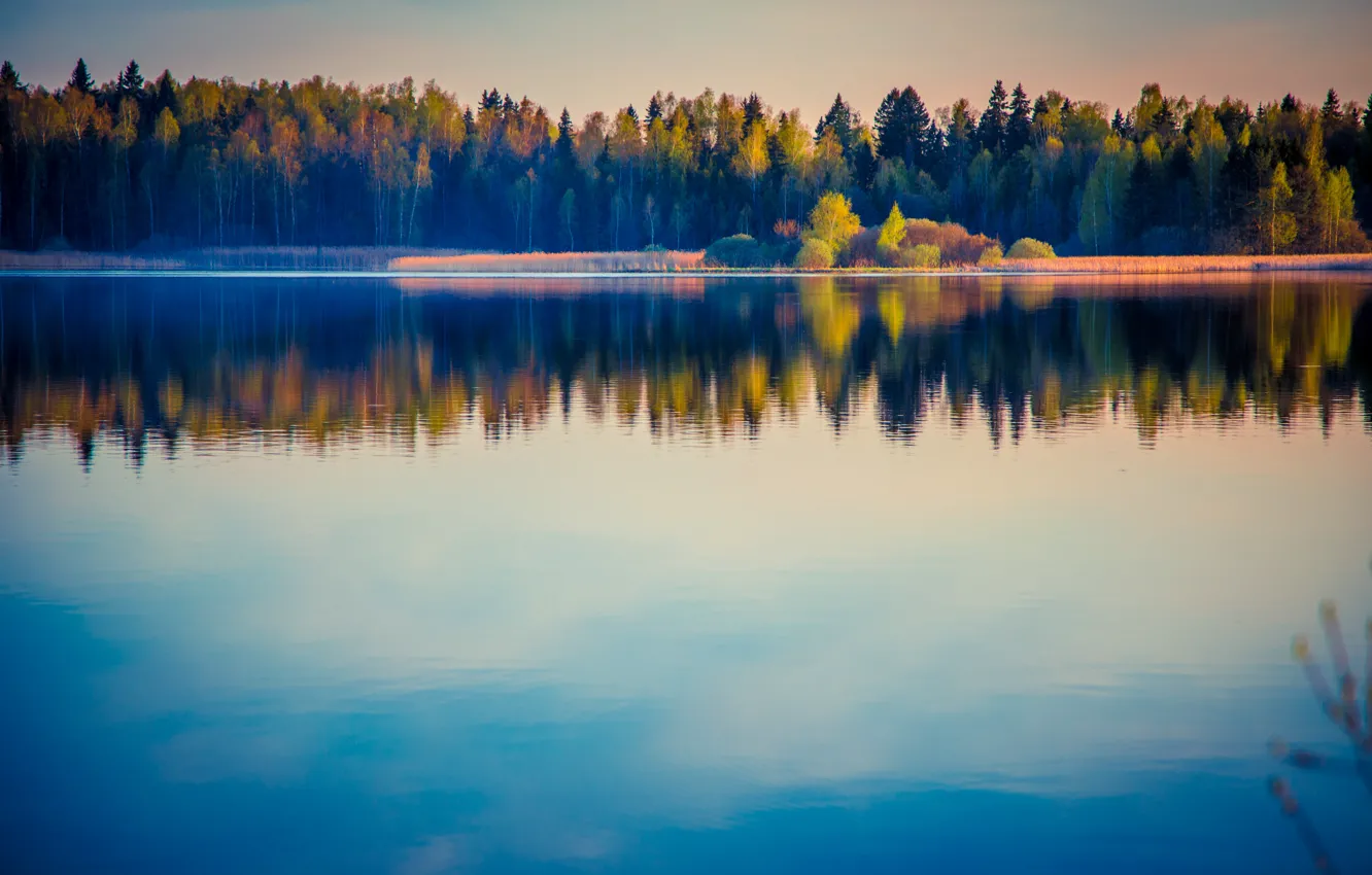Photo wallpaper forest, water, trees, landscape, nature, lake, surface, reflection