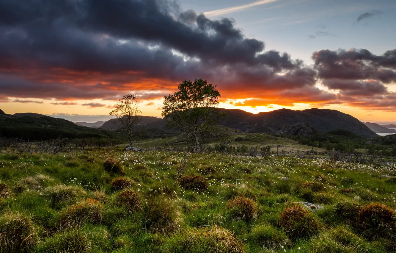 Photo wallpaper field, trees, sunset