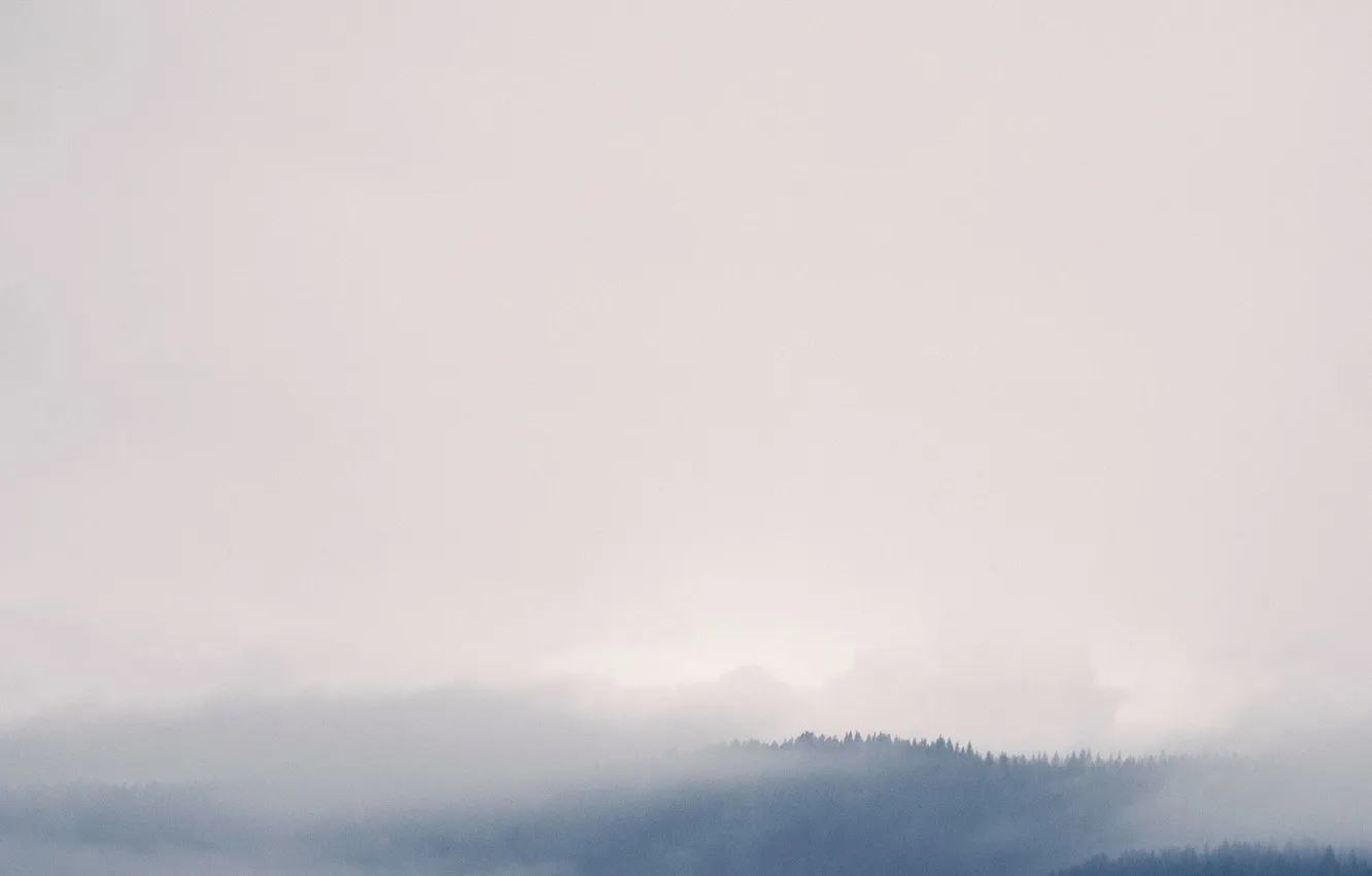 Photo wallpaper forest, the sky, clouds, trees, landscape, nature, fog, forest