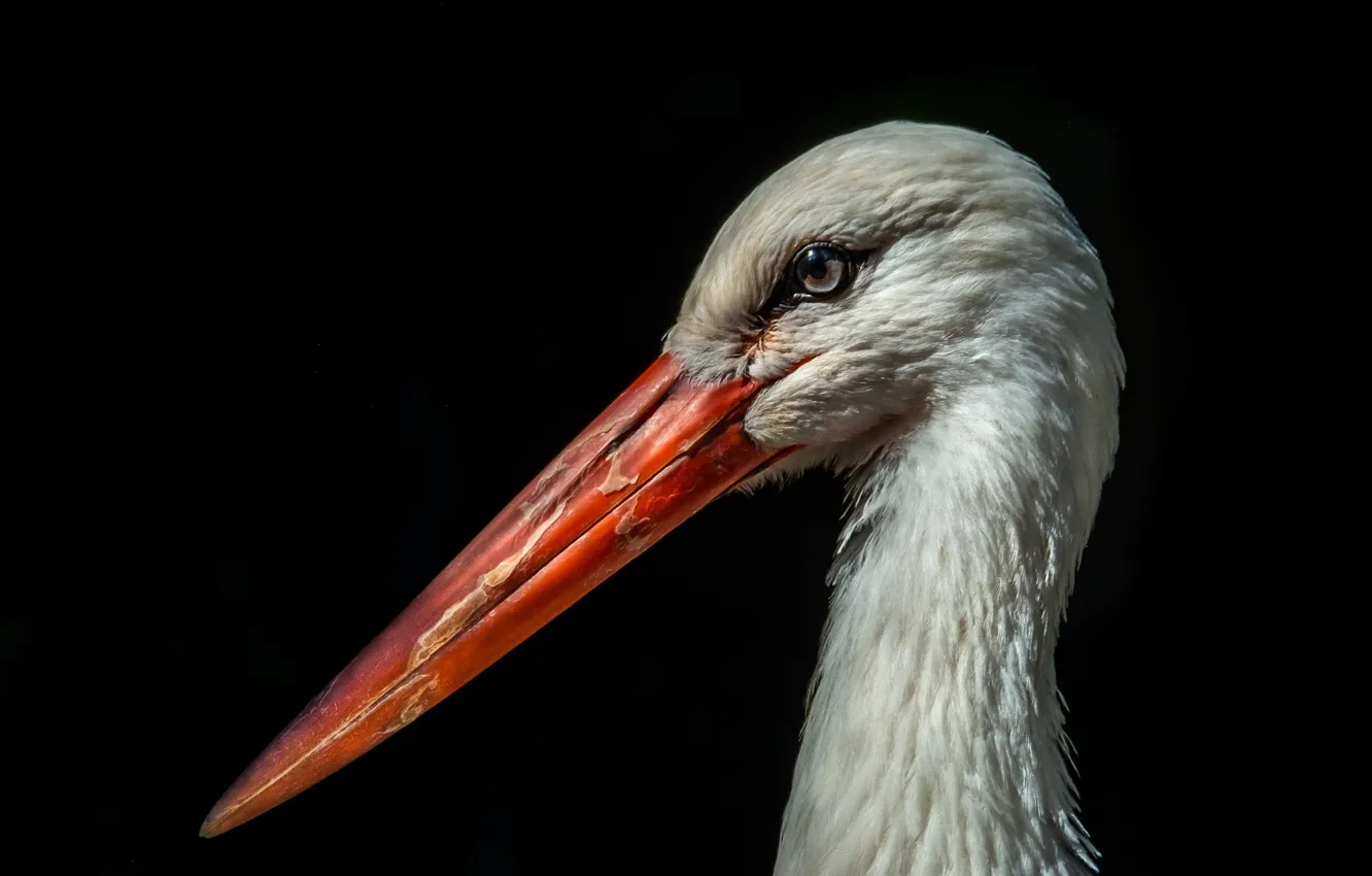 Photo wallpaper background, bird, stork