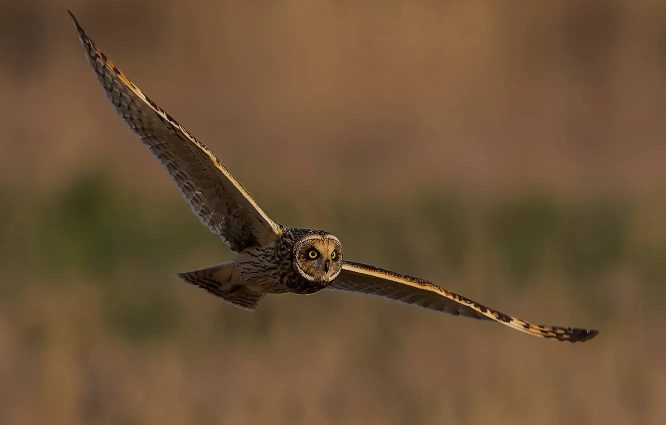 Photo wallpaper flight, owl, bird, wings