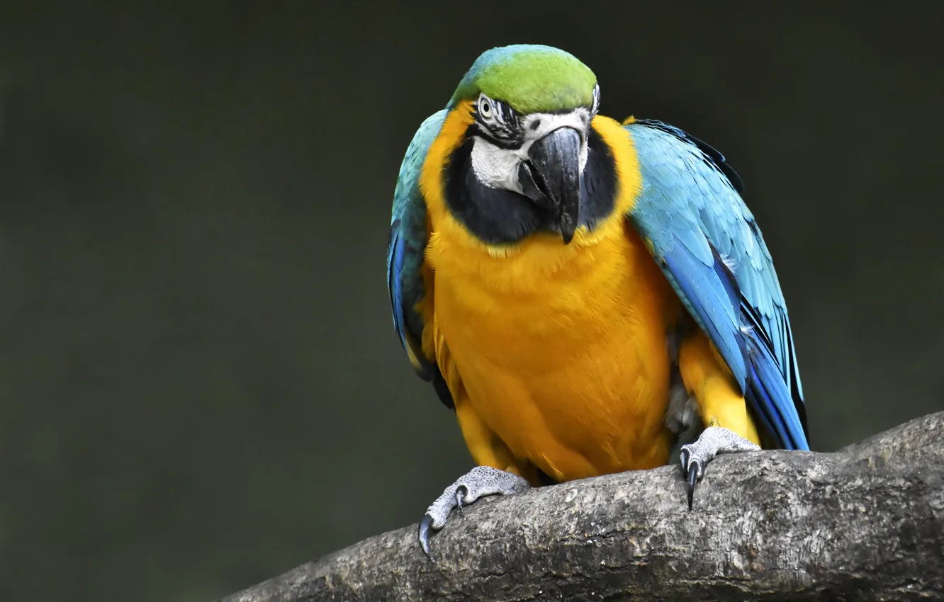 Photo wallpaper bird, parrot, Blue-and-yellow macaw