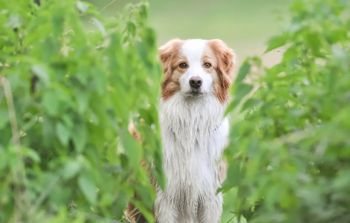 Photo wallpaper look, each, dog