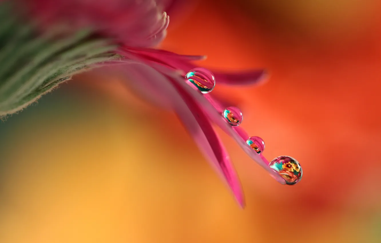 Photo wallpaper flower, drops, petal