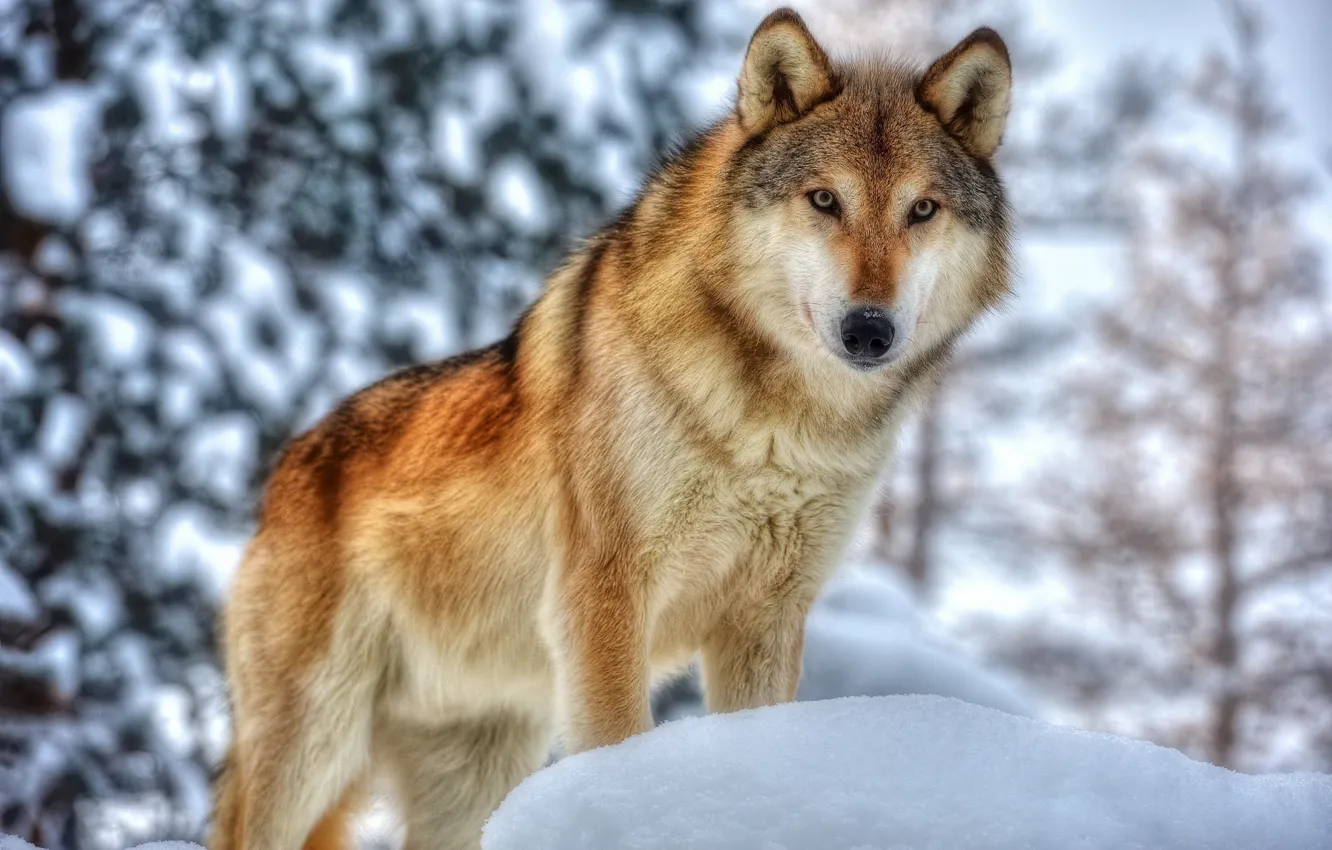 Photo wallpaper winter, face, wolf, predator, fur
