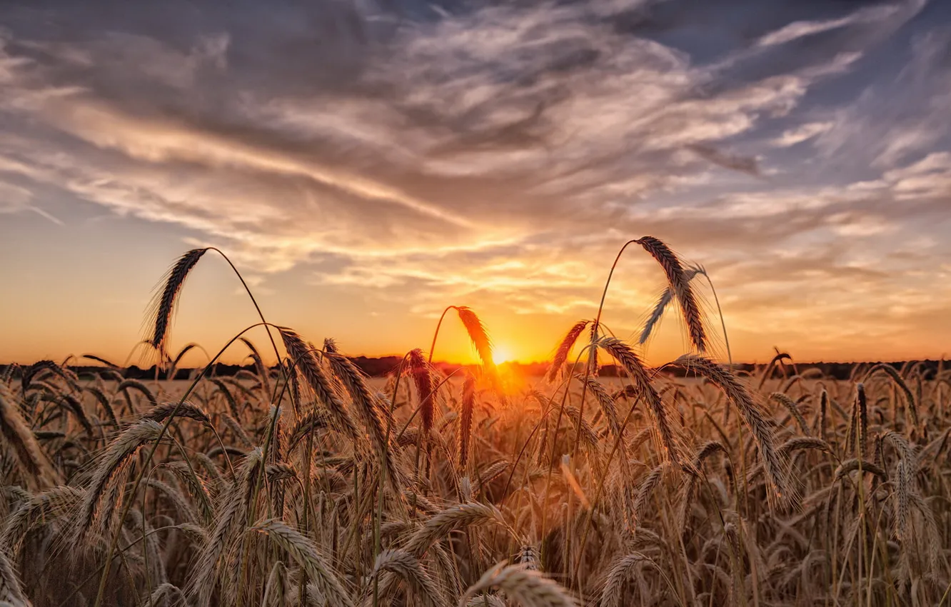 Photo wallpaper sunset, nature, ears
