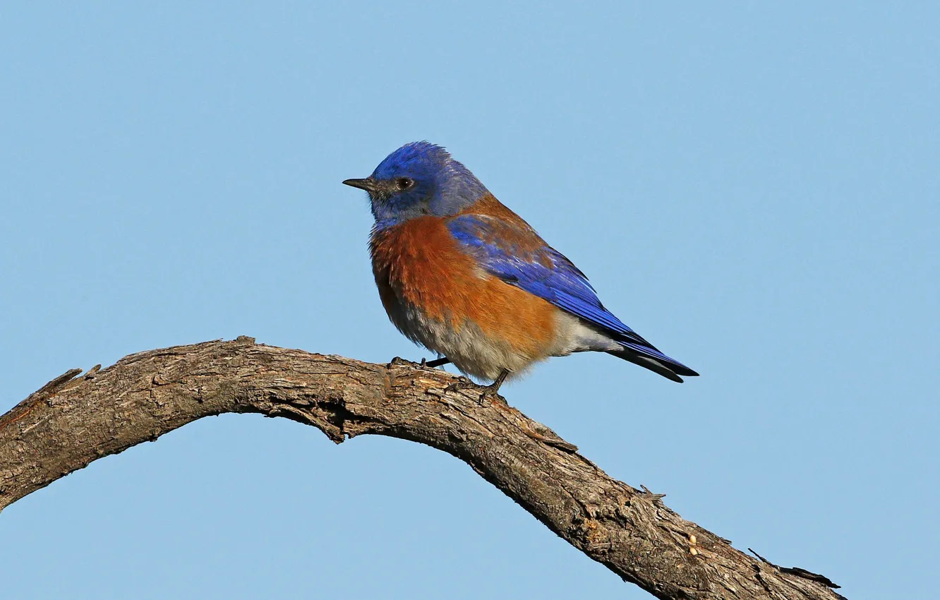 Photo wallpaper branches, bird, male, sialia