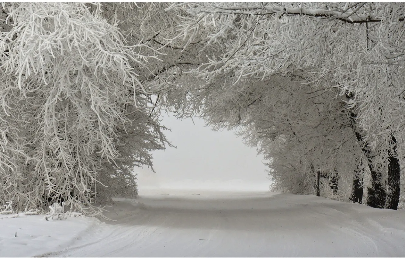 Photo wallpaper snow, trees, landscape, winter landscape, trees in the snow, winter., snow-covered road