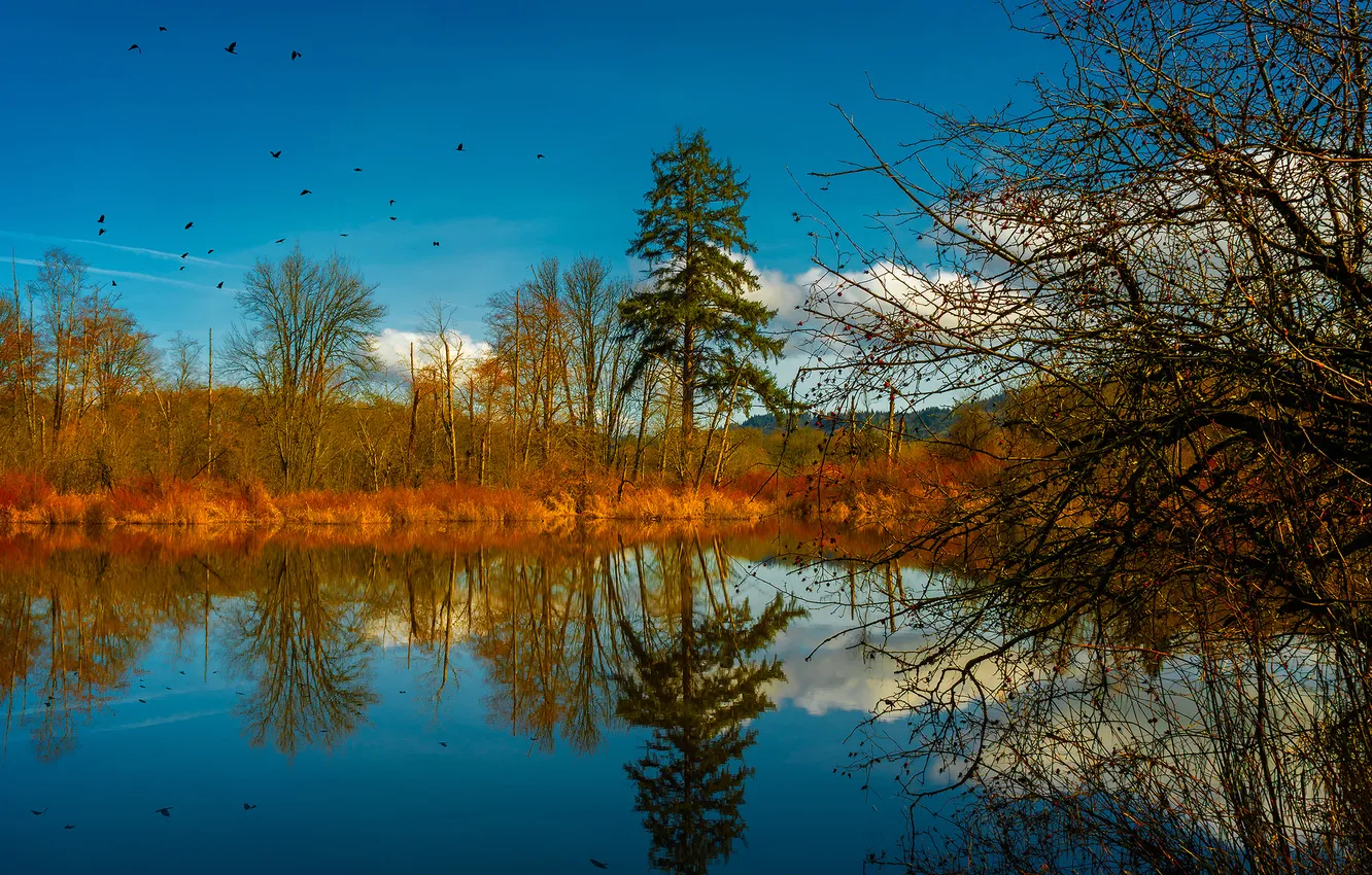 Photo wallpaper autumn, trees, lake, reflection, bird