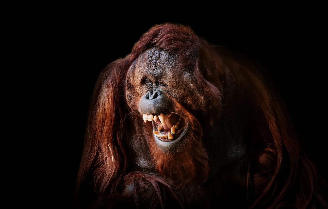 Photo wallpaper Smile, Face, Ape, Orangutan