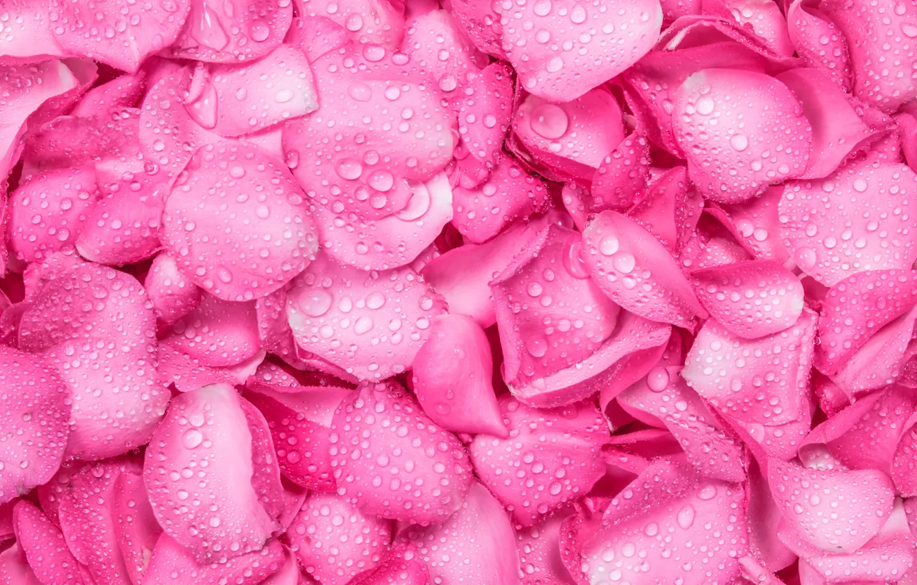 Photo wallpaper drops, background, roses, petals, pink, fresh, texture, pink